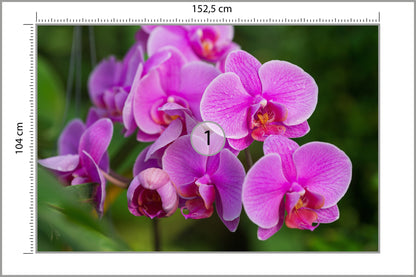 Fototapeta Kwiaty Orchidei 3D 152,5 × 104 cm – podgląd kadru