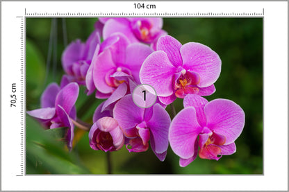Fototapeta Kwiaty Orchidei 3D 104 × 70,5 cm – podgląd kadru