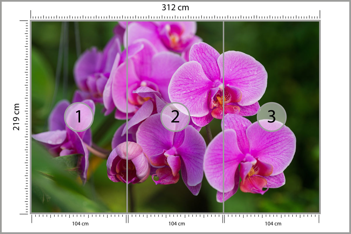 Fototapeta Kwiaty Orchidei 3D 312 × 219 cm – podgląd kadru