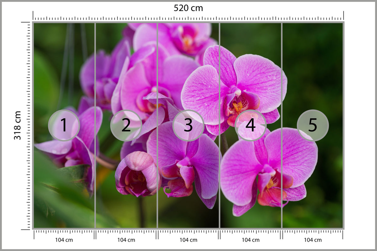 Fototapeta Kwiaty Orchidei 3D 520 × 318 cm – podgląd kadru