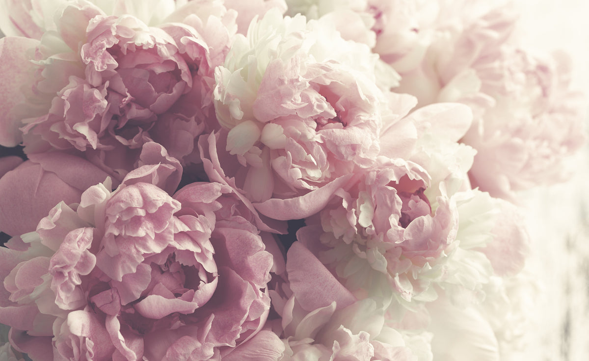 Fototapeta Kwitnące Peonie Pastelowe – wzór
