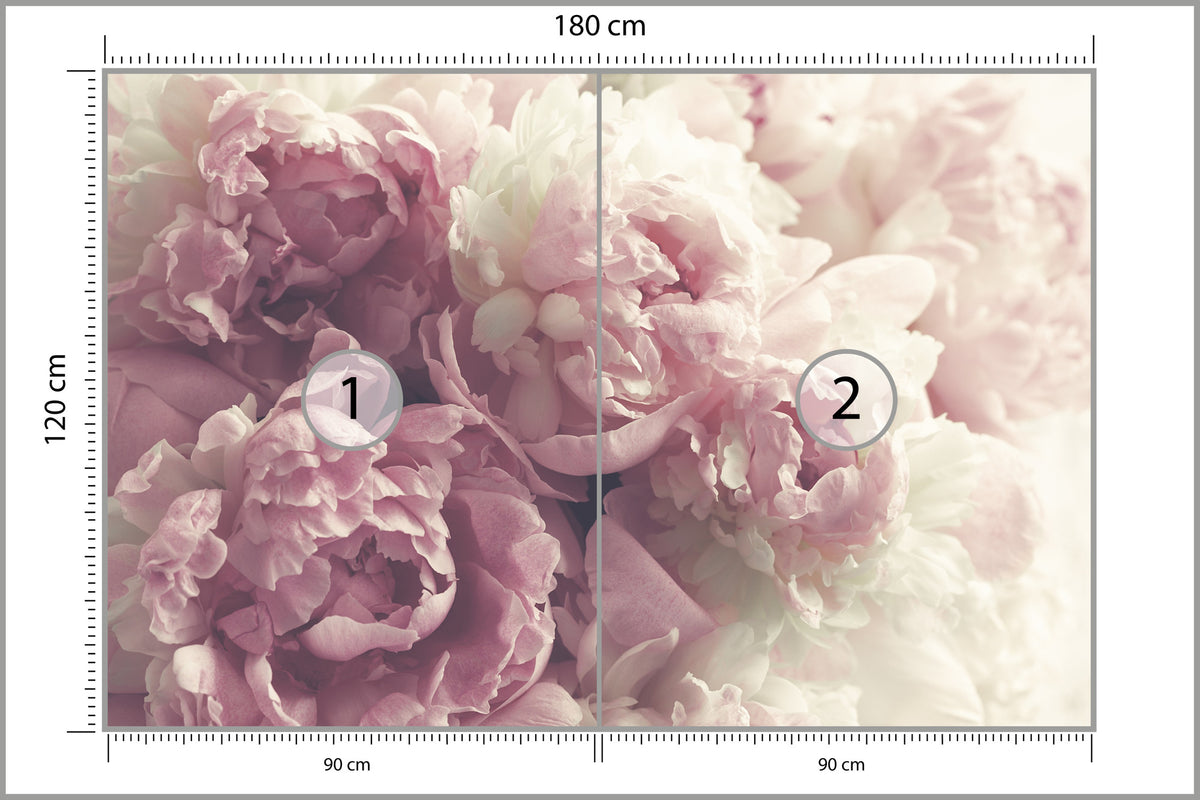 Fototapeta Kwitnące Peonie Pastelowe 180 × 120 cm – podgląd kadru