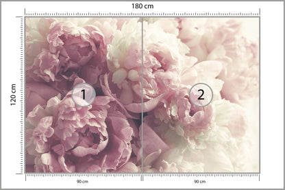 Fototapeta Kwitnące Peonie Pastelowe 180 × 120 cm – podgląd kadru