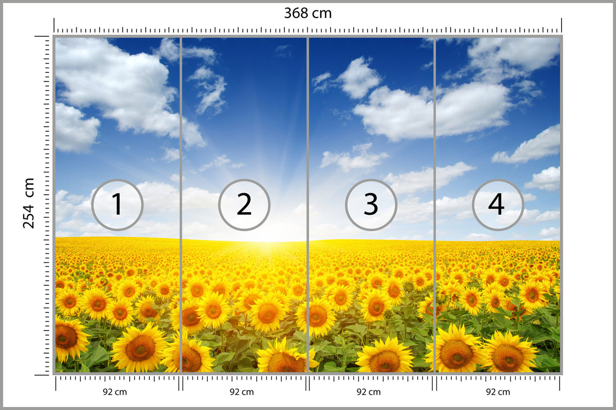 Fototapeta Pole Kwitnących Słoneczników 368 × 254 cm – podgląd kadru