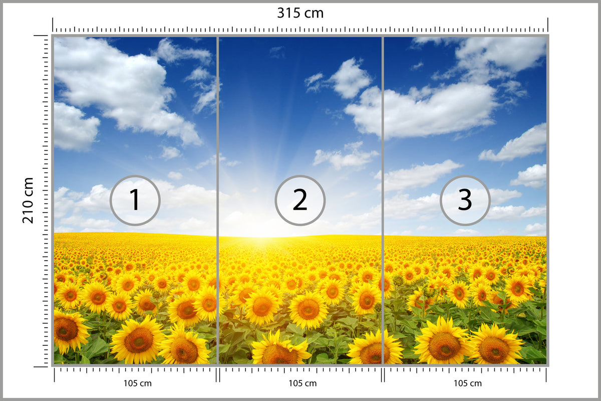 Fototapeta Pole Kwitnących Słoneczników 315 × 210 cm – podgląd kadru