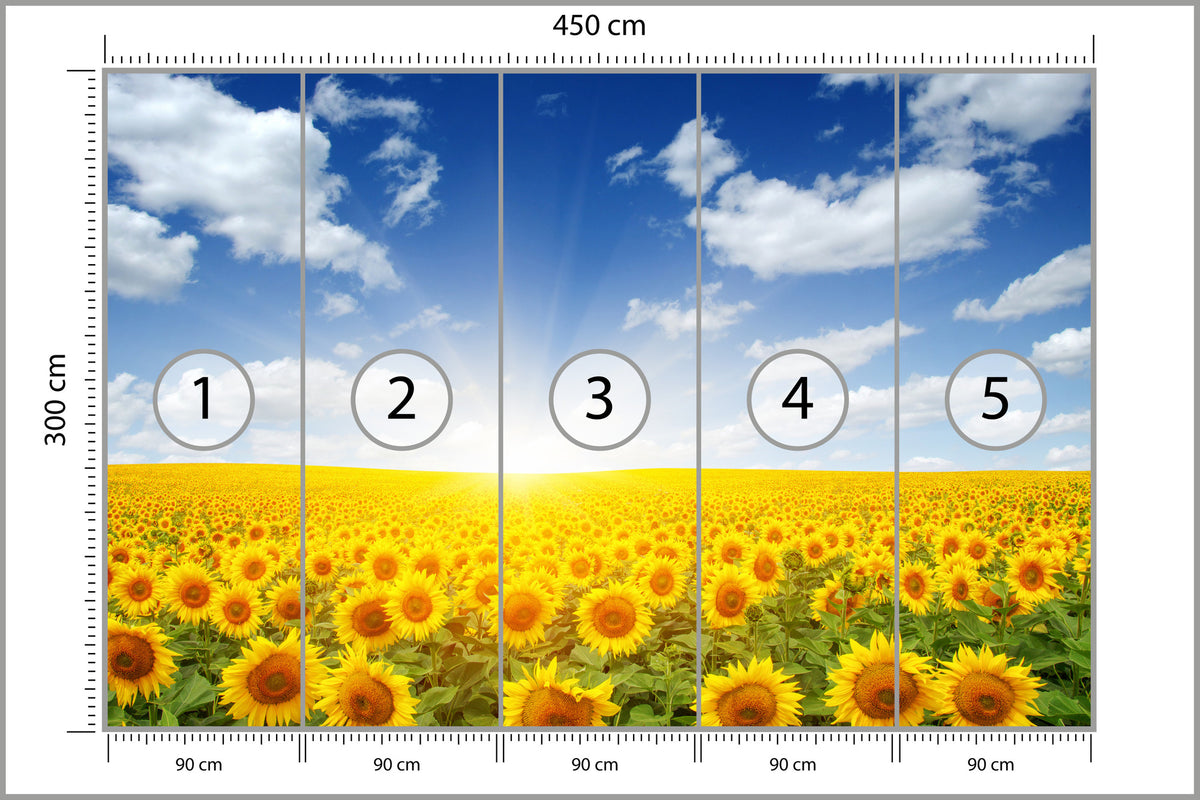 Fototapeta Pole Kwitnących Słoneczników 450 × 300 cm – podgląd kadru