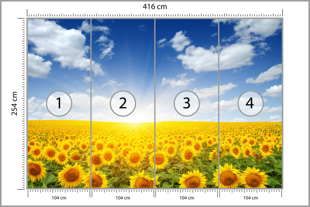 Fototapeta Pole Kwitnących Słoneczników 416 × 254 cm – podgląd kadru