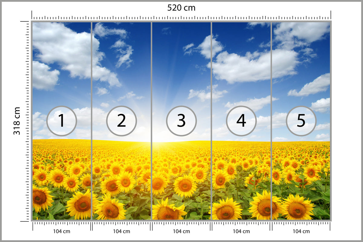 Fototapeta Pole Kwitnących Słoneczników 520 × 318 cm – podgląd kadru