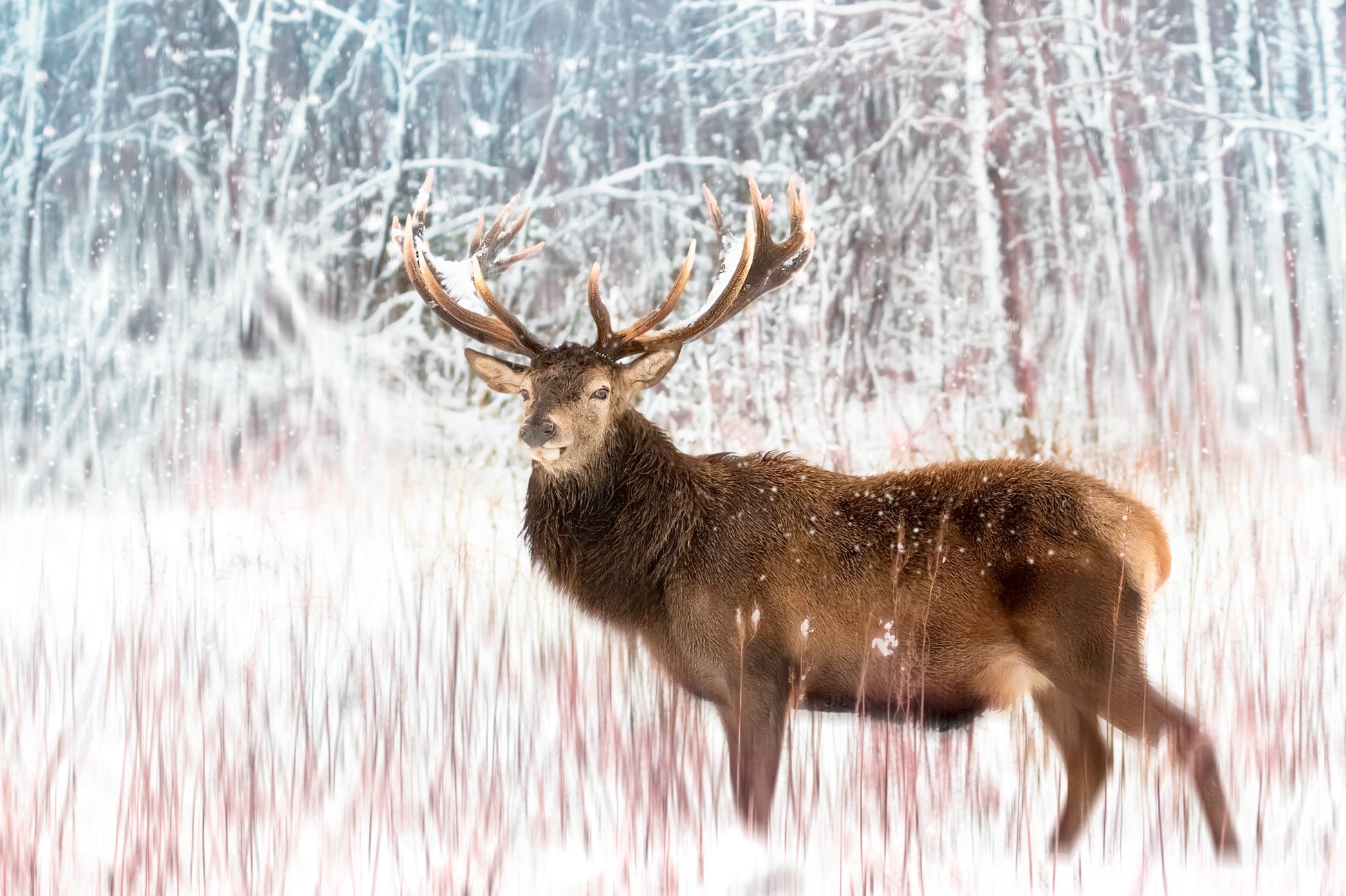 Obraz Na Płótnie Jeleń w Lesie – spokojna leśna scena do wnętrz skandynawskich i rustykalnych 120x80