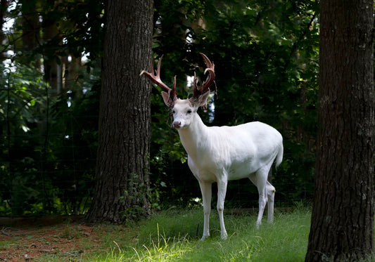 Obraz Na Płótnie Jeleń Albinos w Lesie – natura w stonowanych barwach do wnętrz skandynawskich i eko 120x80