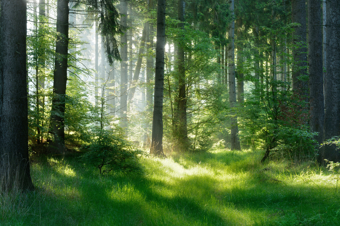 Obraz Na Płótnie Las