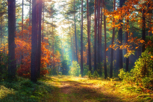 Obraz Na Płótnie Las Jesienią – ciepły pejzaż w złotych barwach do wnętrz naturalnych, skandynawskich i boho. 120x80