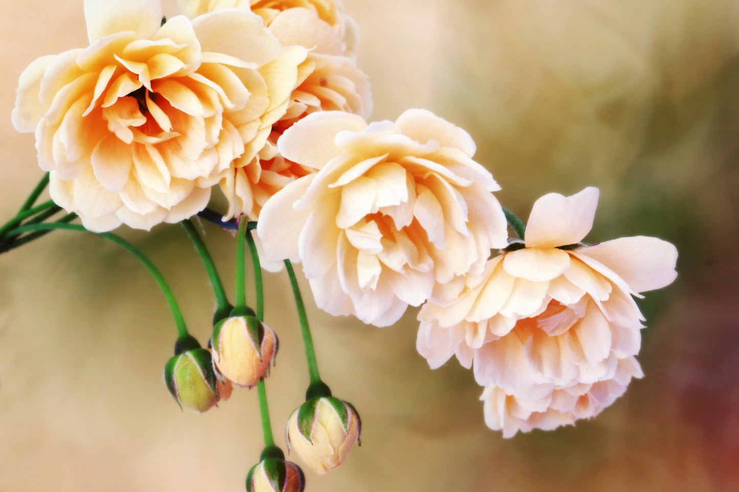 Obraz Na Płótnie Miniaturowe Róże – subtelna dekoracja floralna do wnętrz romantycznych i shabby chic 120x80