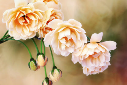 Obraz Na Płótnie Miniaturowe Róże – subtelna dekoracja floralna do wnętrz romantycznych i shabby chic 120x80