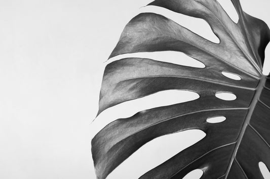 Obraz Na Płótnie Liść Monstery – monochromatyczny akcent do wnętrz nowoczesnych, minimalistycznych i loft 120x80