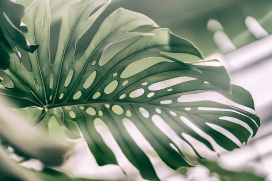 Obraz Na Płótnie Liść Monstery – botaniczna elegancja do wnętrz Urban Jungle i nowoczesnych 120x80