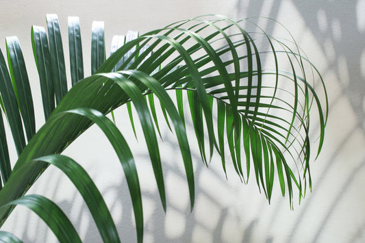 Obraz Na Płótnie Zielony Liść Palmy – egzotyczny akcent z efektem 3D do wnętrz Urban Jungle i boho. 120x80
