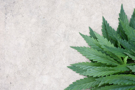 Obraz Na Płótnie Zielone Liście – botaniczna dekoracja z nutą świeżości do wnętrz skandynawskich i japandi 120x80