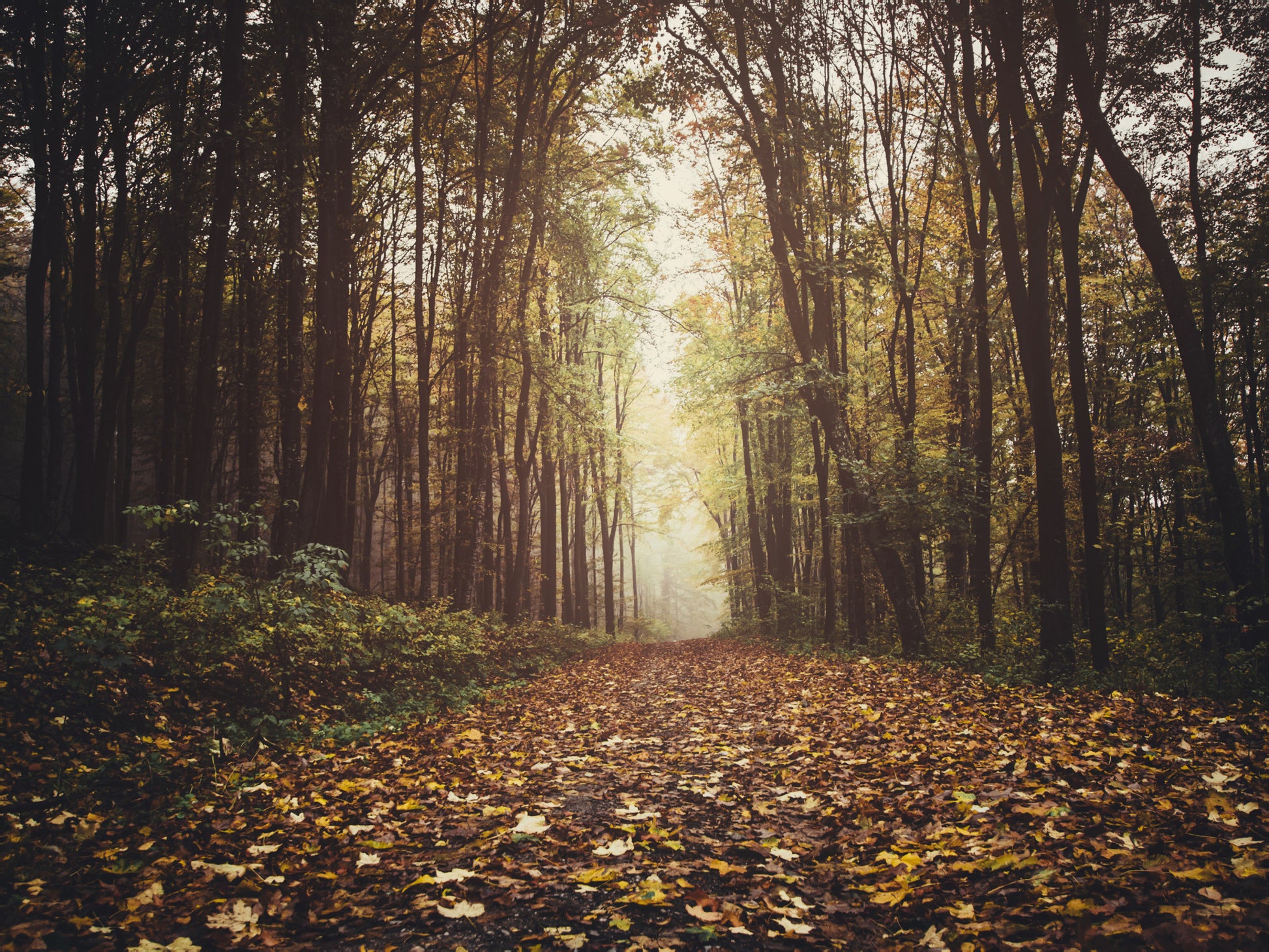 Obraz Na Płótnie Las Jesienią – ciepły, naturalny pejzaż do wnętrz rustykalnych i hygge 100x70
