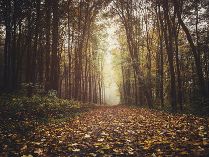 Obraz Na Płótnie Las Jesienią – ciepły, naturalny pejzaż do wnętrz rustykalnych i hygge 100x70