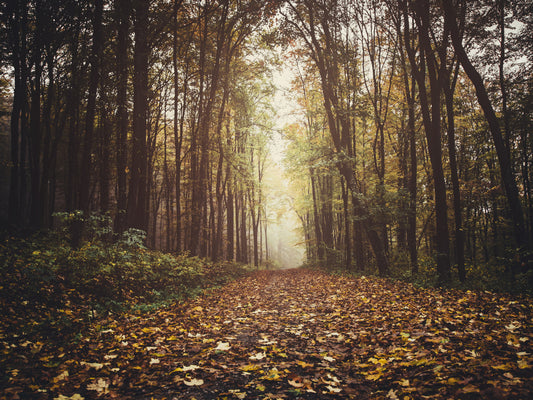 Obraz Na Płótnie Las Jesienią – ciepły, naturalny pejzaż do wnętrz rustykalnych i hygge 100x70