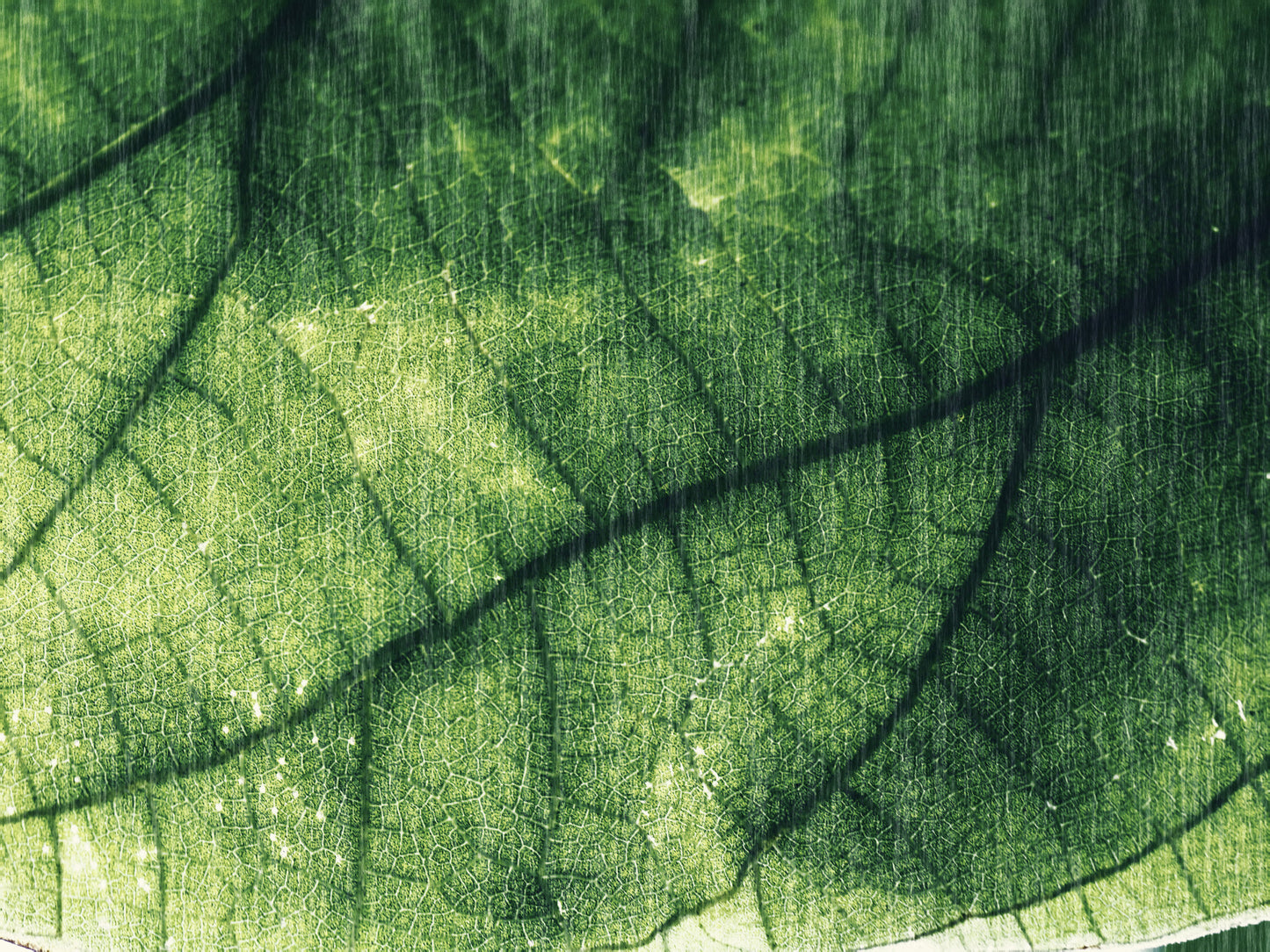 Obraz Na Płótnie Abstrakcyjna Tekstura Liścia – organiczny motyw do wnętrz Natural Modern i Biophilic 120x80