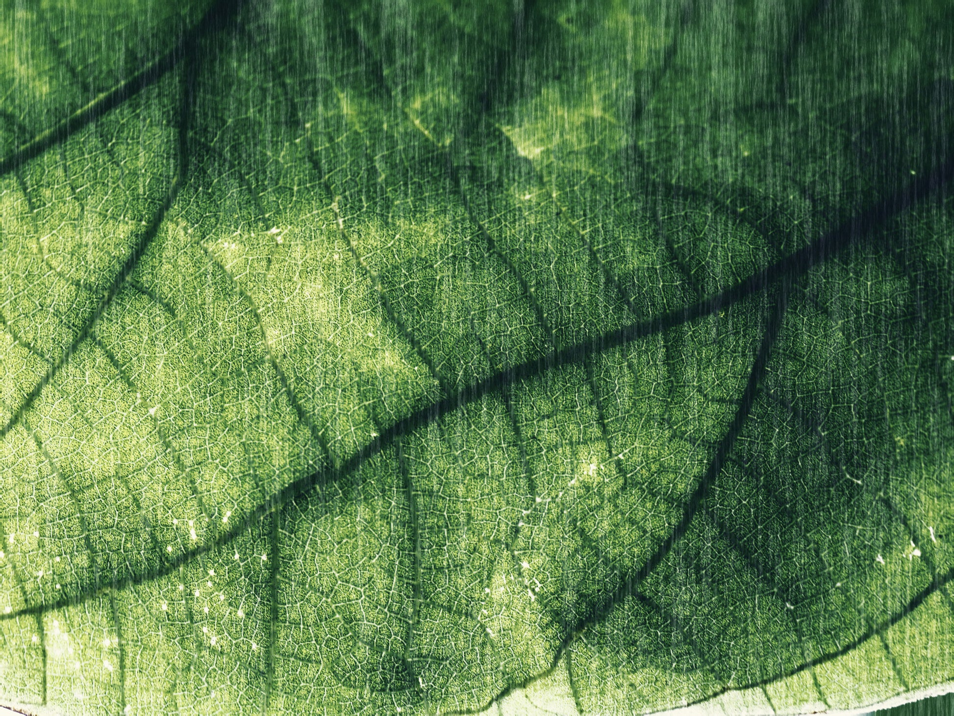 Obraz Na Płótnie Abstrakcyjna Tekstura Liścia – organiczny motyw do wnętrz Natural Modern i Biophilic 120x80
