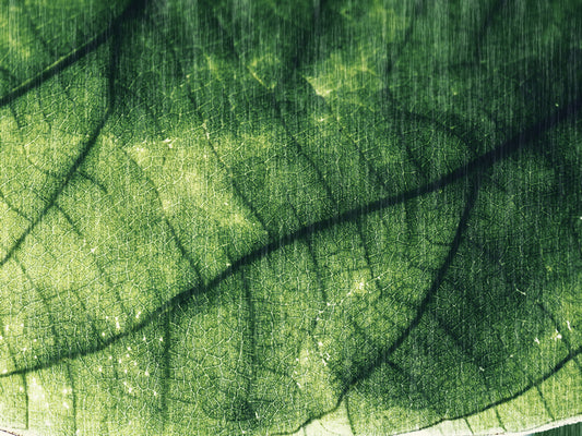 Obraz Na Płótnie Abstrakcyjna Tekstura Liścia – organiczny motyw do wnętrz Natural Modern i Biophilic 120x80