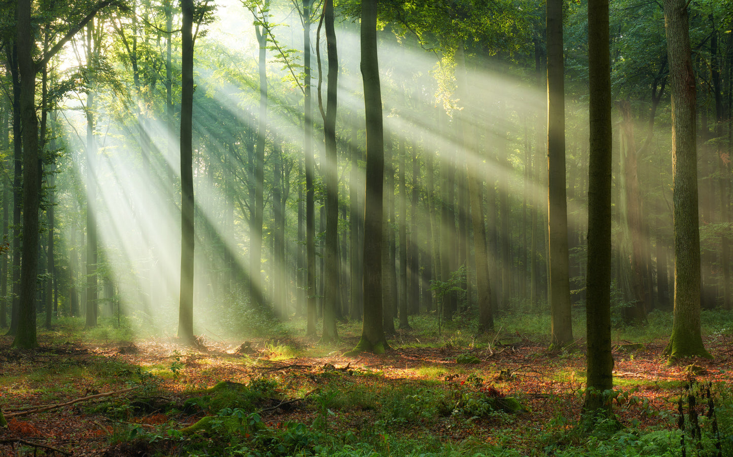 Obraz Wieloczęściowy Leśny Krajobraz O Poranku – spokojna panorama lasu do wnętrz skandynawskich i naturalnych 240x150