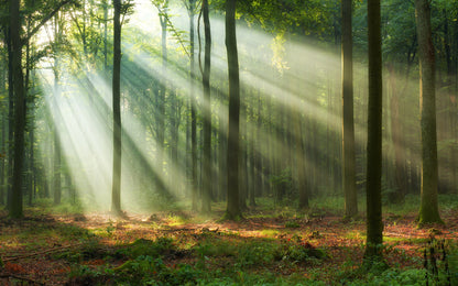 Obraz Wieloczęściowy Leśny Krajobraz O Poranku – spokojna panorama lasu do wnętrz skandynawskich i naturalnych 240x150