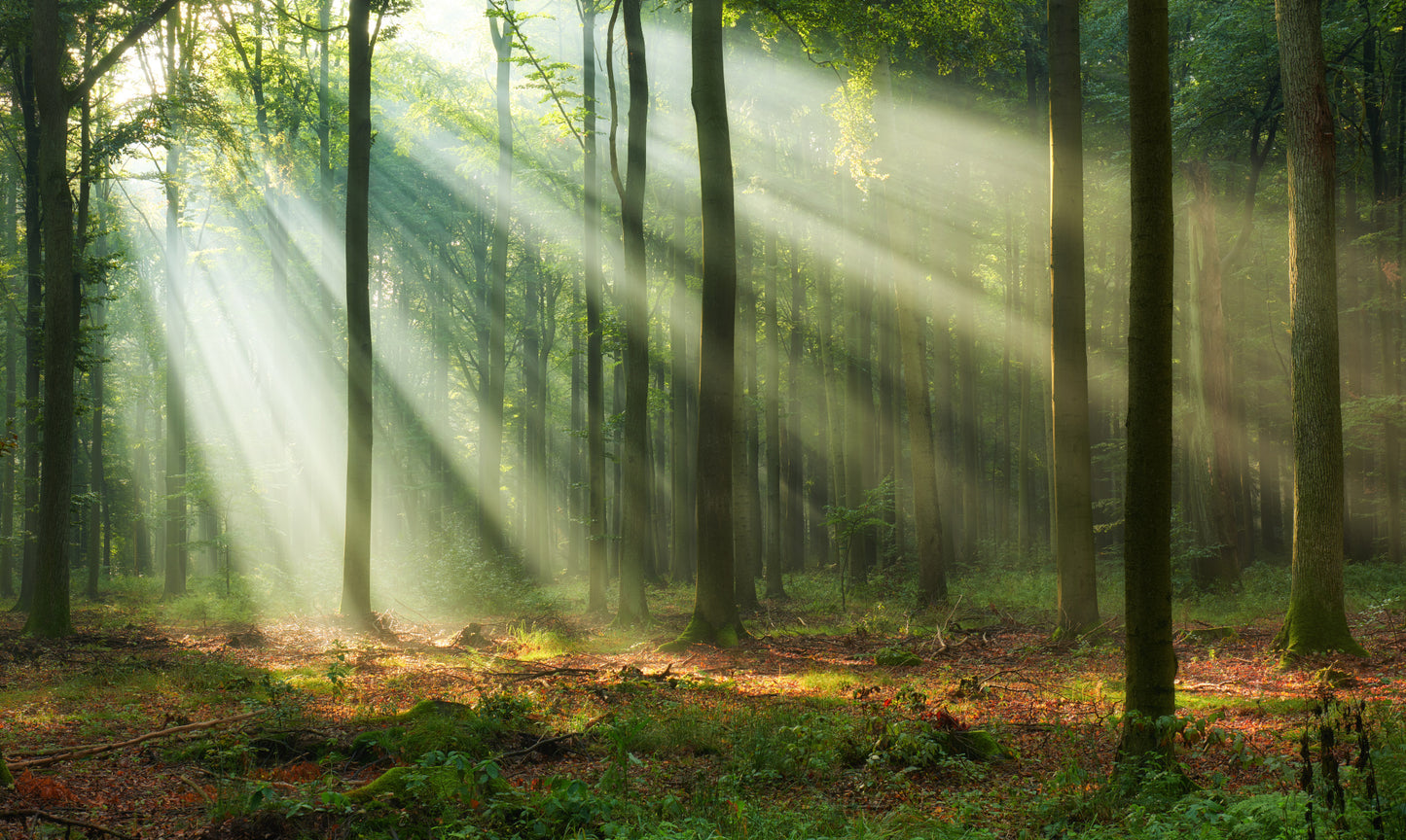 Obraz Wieloczęściowy Leśny Krajobraz – Spokojna panorama do wnętrz skandynawskich i naturalnych 250x150
