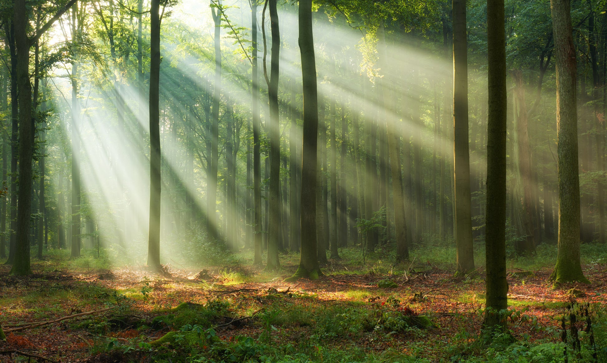 Obraz Wieloczęściowy Leśny Krajobraz – Spokojna panorama do wnętrz skandynawskich i naturalnych 250x150
