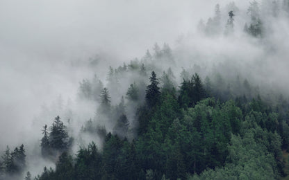 Obraz Wieloczęściowy Mglisty Las – urzekająca panorama do wnętrz naturalnych, skandynawskich, nowoczesnych 240x150