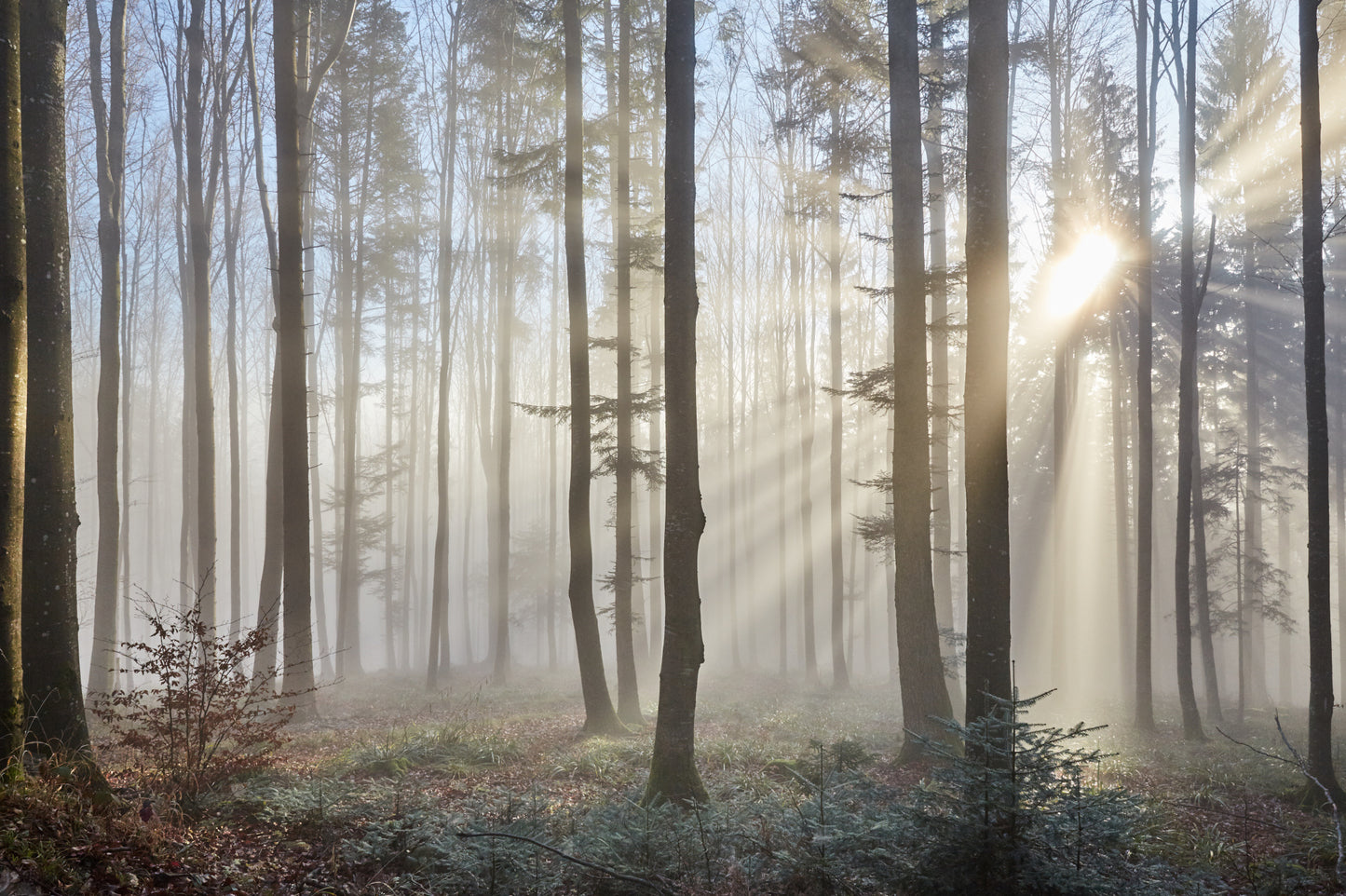 Obraz Wieloczęściowy Wschód Słońca w Lesie – naturalny spokój do wnętrz skandynawskich i boho 180x120