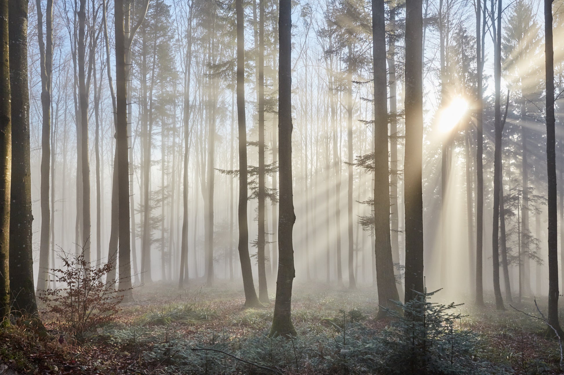 Obraz Wieloczęściowy Wschód Słońca w Lesie – naturalny spokój do wnętrz skandynawskich i boho 180x120