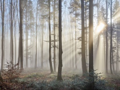 Obraz Wieloczęściowy Leśny Wschód Słońca – spokojna panorama do wnętrz naturalnych, skandynawskich i nowoczesnych 200x150