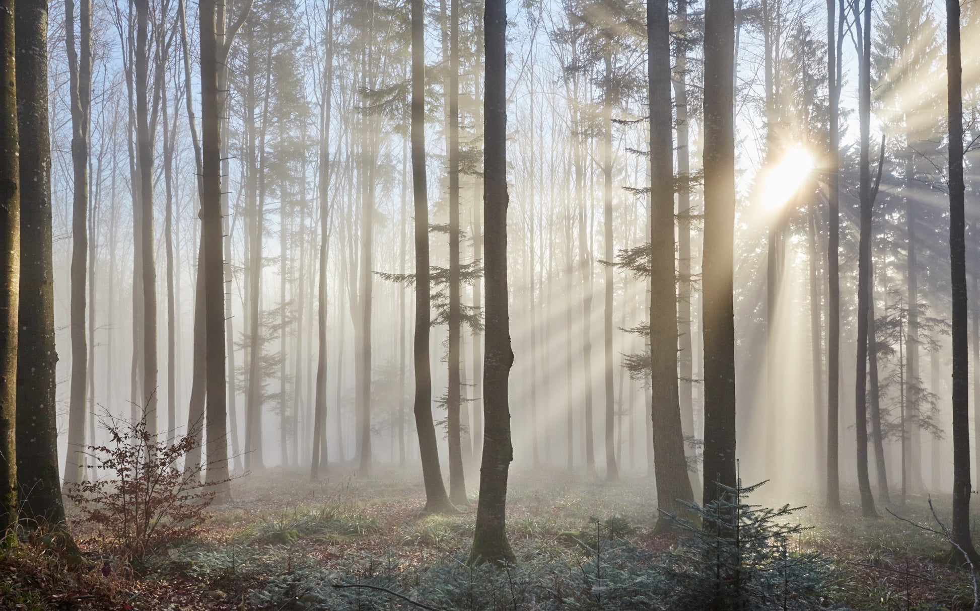 Obraz Wieloczęściowy Wschód Słońca w Lesie – złoty pejzaż do wnętrz skandynawskich i naturalnych 240x150