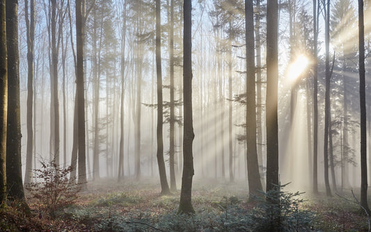 Obraz Wieloczęściowy Wschód Słońca w Lesie – złoty pejzaż do wnętrz skandynawskich i naturalnych 240x150