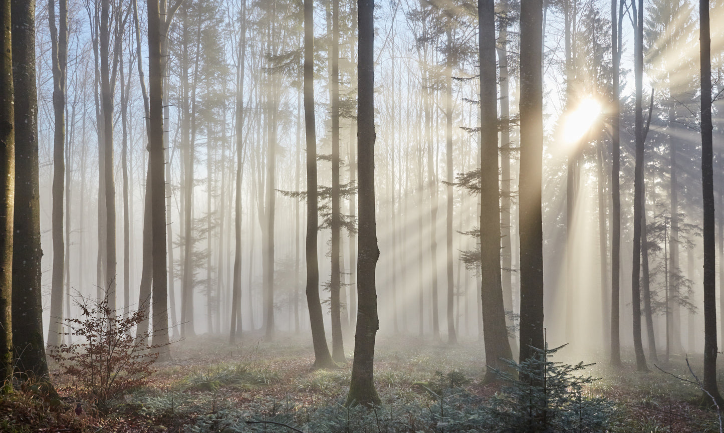 Obraz Wieloczęściowy Wschód Słońca w Lesie – Spokojny pejzaż do wnętrz naturalnych i skandynawskich 250x150