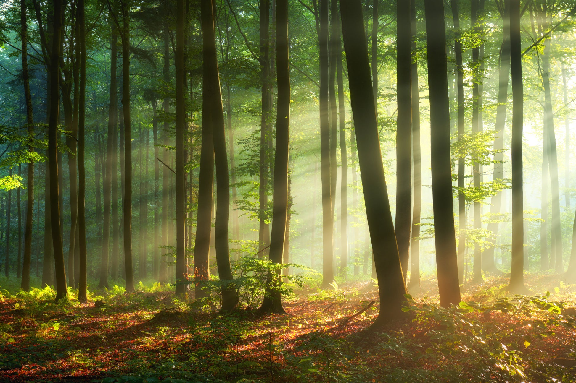 Obraz Wieloczęściowy Promienie Słońca w Lesie – słoneczna panorama do wnętrz naturalnych, skandynawskich 180x120