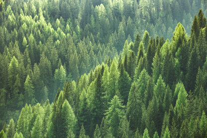 Obraz Wieloczęściowy Zieleń Lasu – leśna głębia i spokój do wnętrz naturalnych, skandynawskich i boho. 180x120
