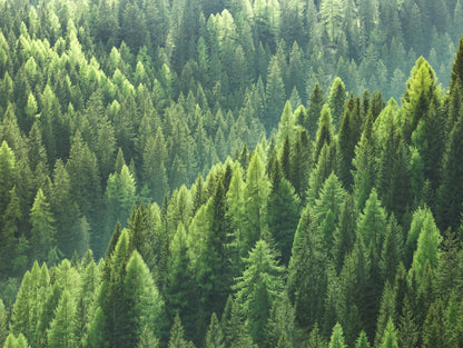 Obraz Wieloczęściowy Głębia Lasu – kojąca natura do wnętrz skandynawskich, boho i nowoczesnych 200x150