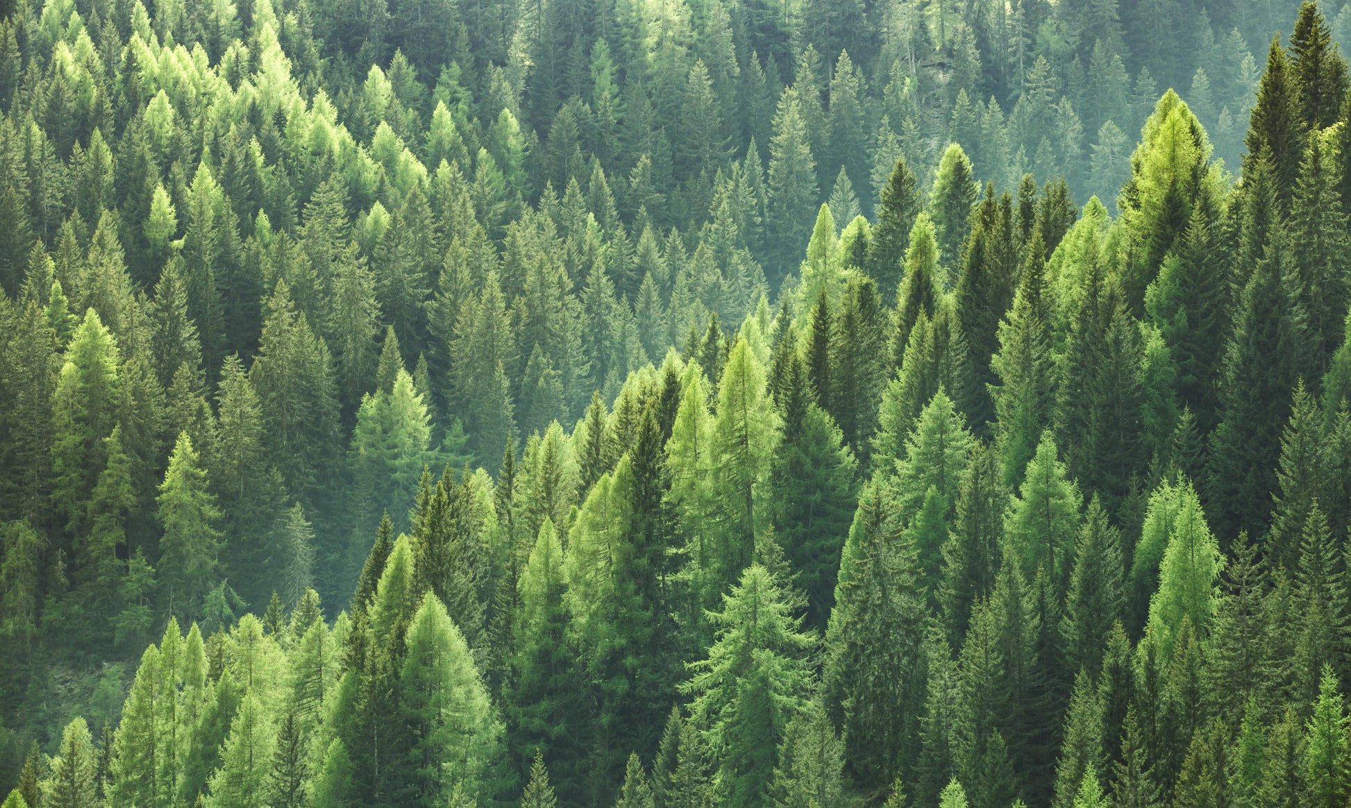 Obraz Wieloczęściowy Zieleń Lasu – kojąca panorama do wnętrz skandynawskich, naturalnych i nowoczesnych 250x150