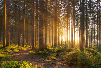 Obraz Wieloczęściowy Leśny Zachód Słońca – ciepła, relaksująca sceneria do wnętrz boho, rustykalnych i klasycznych</strong> 180x120