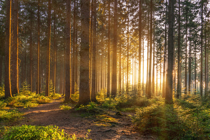 Obraz Wieloczęściowy Leśny Zachód Słońca – ciepła panorama do wnętrz naturalnych, rustykalnych i nowoczesnych 180x120