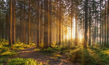 Obraz Wieloczęściowy Zachód Słońca w Lesie – ciepła panorama do wnętrz boho, rustykalnych i nowoczesnych 250x150