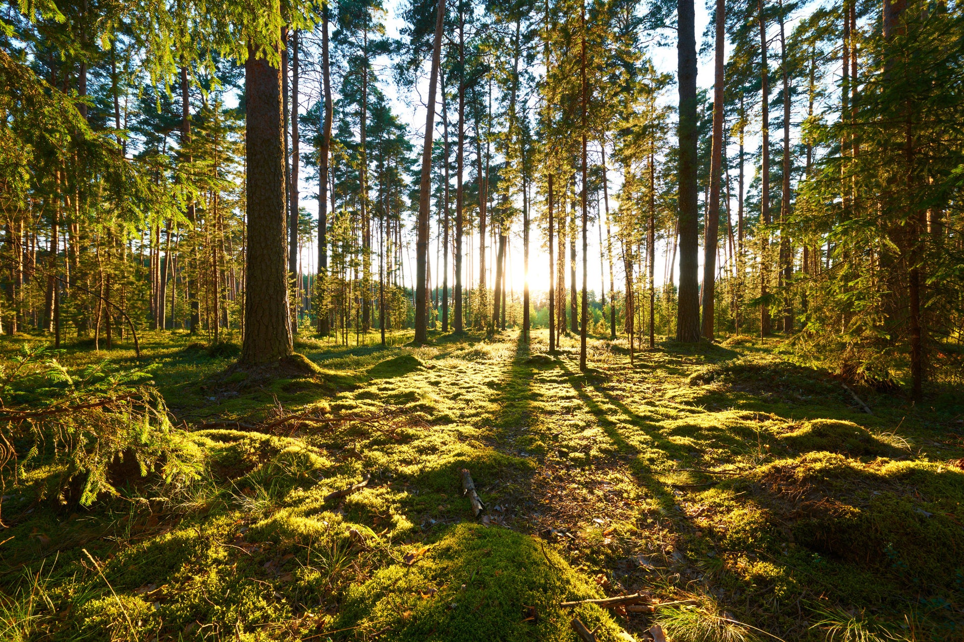 Obraz Wieloczęściowy Leśny Zachód Słońca – spokojna panorama do wnętrz naturalnych, boho i rustykalnych 180x120