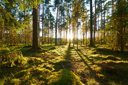 Obraz Wieloczęściowy Leśny Zachód Słońca – spokojna panorama do wnętrz naturalnych, boho i rustykalnych 180x120
