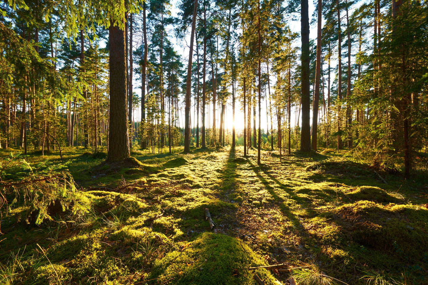 Obraz Wieloczęściowy Leśny Zachód Słońca – nastrojowa panorama do wnętrz naturalnych, boho i nowoczesnych 180x120
