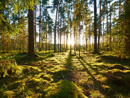 Obraz Wieloczęściowy Leśny Zachód Słońca – majestatyczna panorama do wnętrz naturalnych, boho i nowoczesnych 200x150
